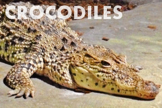 Crocodiles