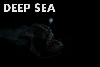 Deep sea