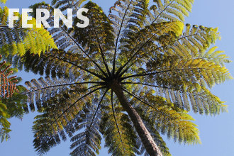 Ferns Ferns