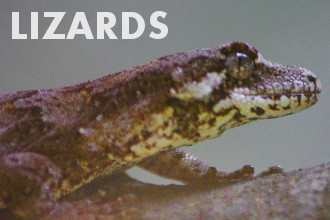 Lizards - reptiles