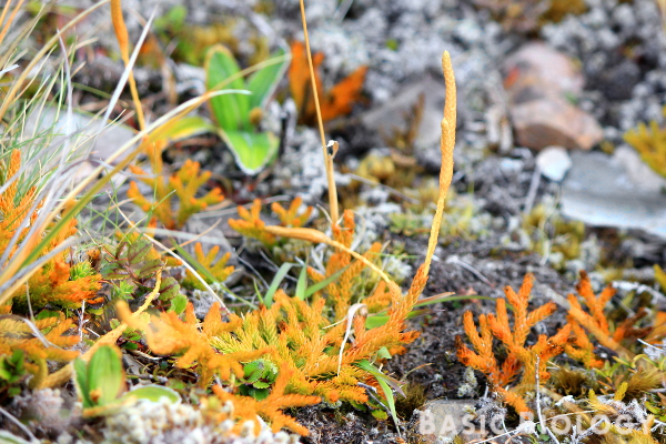 Orange club moss