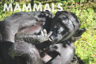 Mammals