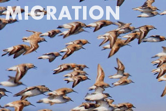 Bird migration