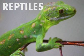 Reptiles - Basic Biology