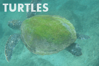 Turtles